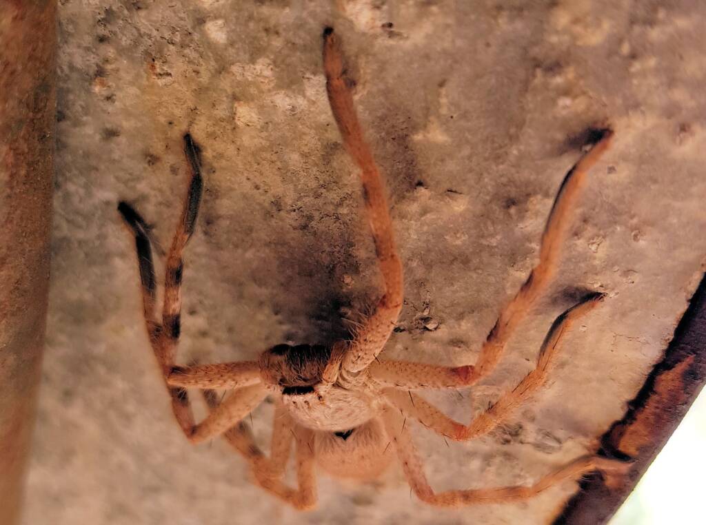 Huntsman Spider, Alice Springs, NT