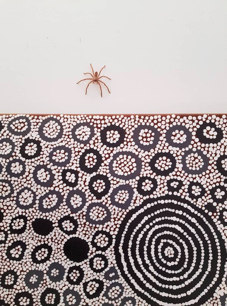 Huntsman Spider, Alice Springs, NT