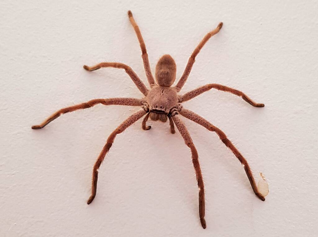 Huntsman Spider, Alice Springs, NT
