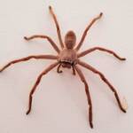 Huntsman Spider, Alice Springs, NT