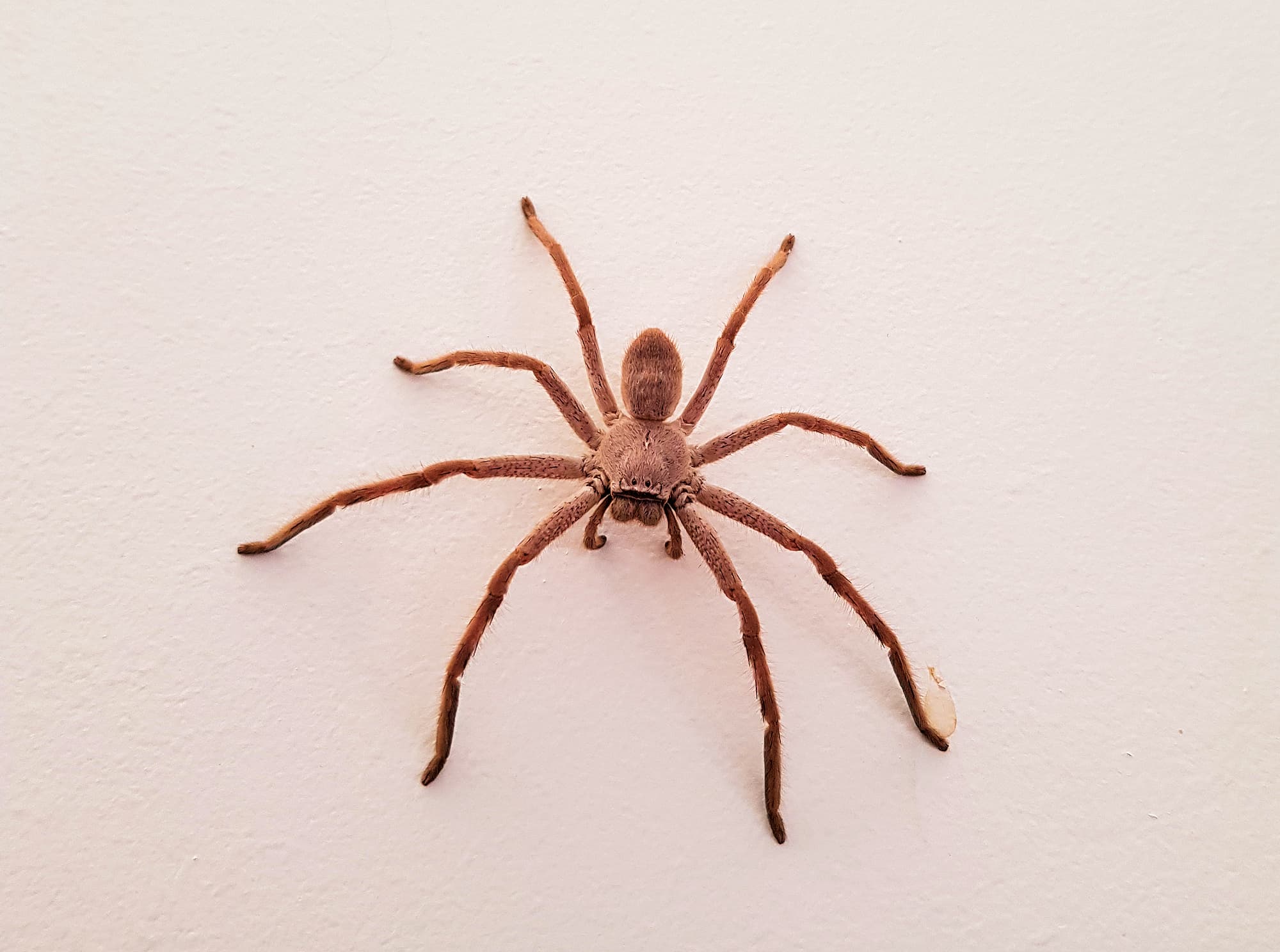 Huntsman Spider, Alice Springs, NT