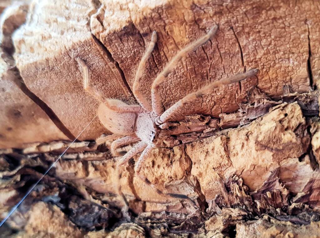 Huntsman Spider, Alice Springs, NT