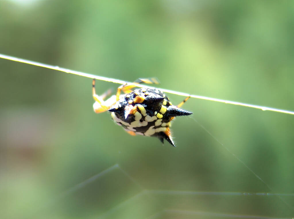 Jewel Spider (Astracantha minax) near Goulburn, NSW © Katrina Leel