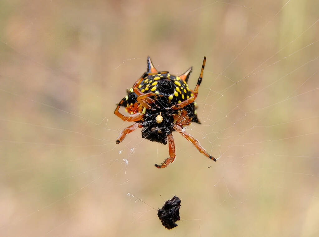 Jewel Spider (Astracantha minax) near Goulburn, NSW