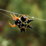 Jewel Spider (Astracantha minax) near Goulburn, NSW