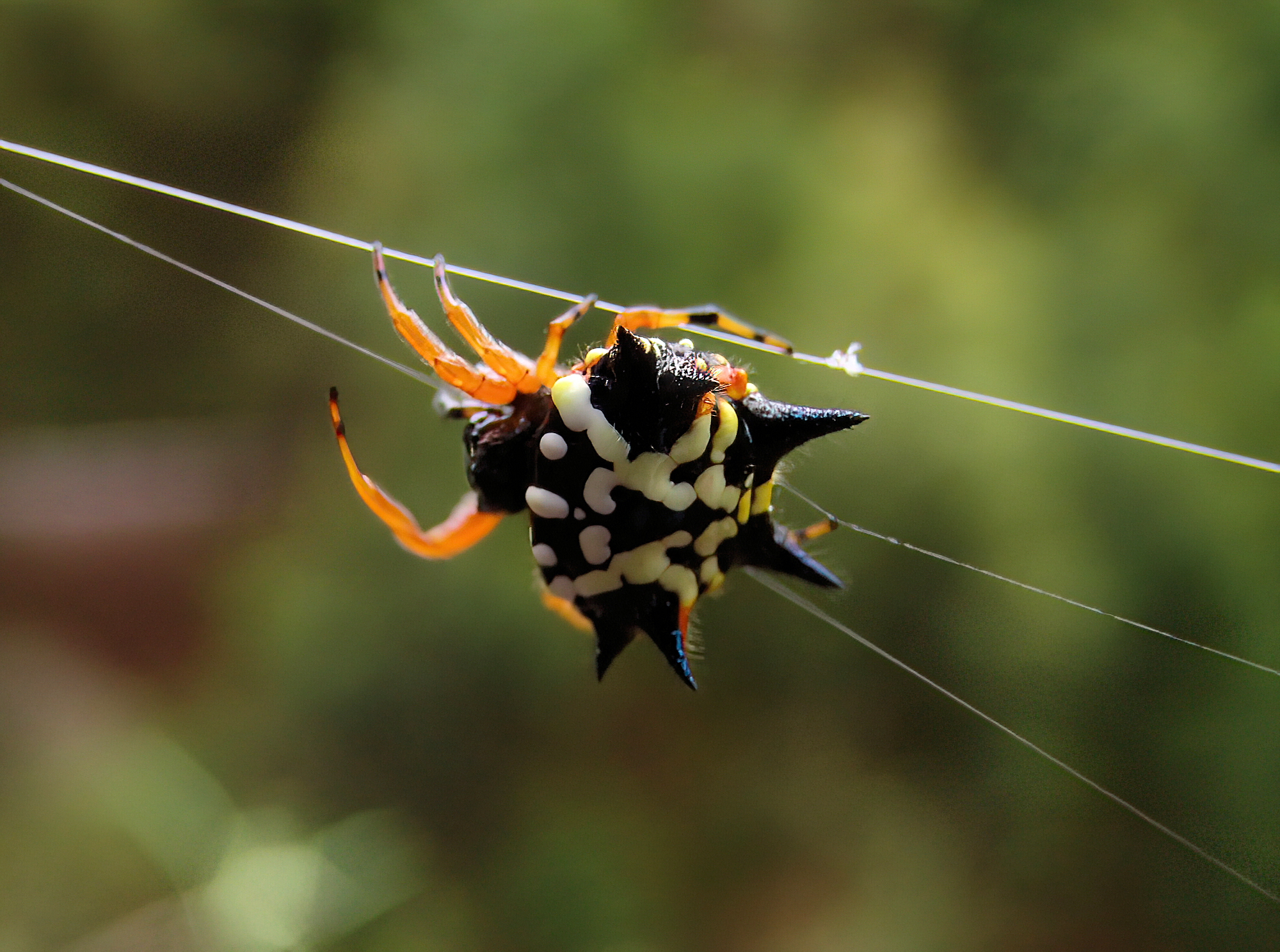 Jewel Spider (Astracantha minax) near Goulburn, NSW