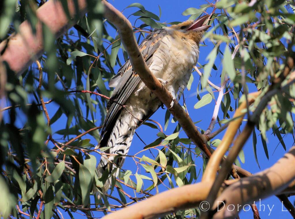 Juvenile Channel-billed Cuckoo (Scythrops novaehollandiae)