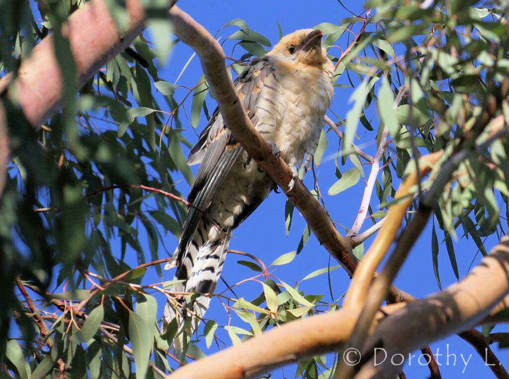 Juvenile Channel-billed Cuckoo (Scythrops novaehollandiae)
