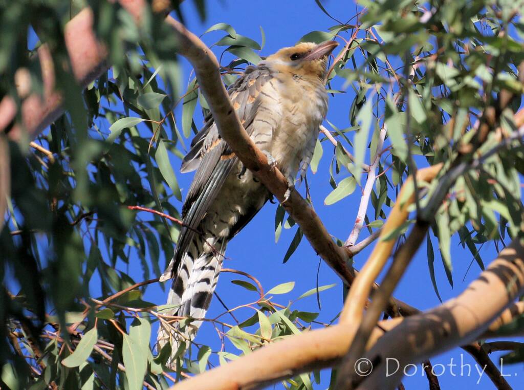 Juvenile Channel-billed Cuckoo (Scythrops novaehollandiae)