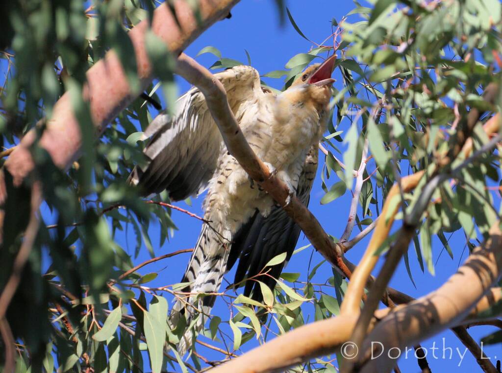 Juvenile Channel-billed Cuckoo (Scythrops novaehollandiae)