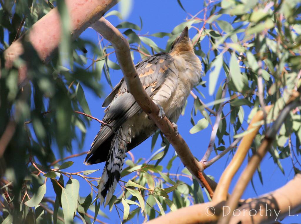 Juvenile Channel-billed Cuckoo (Scythrops novaehollandiae)