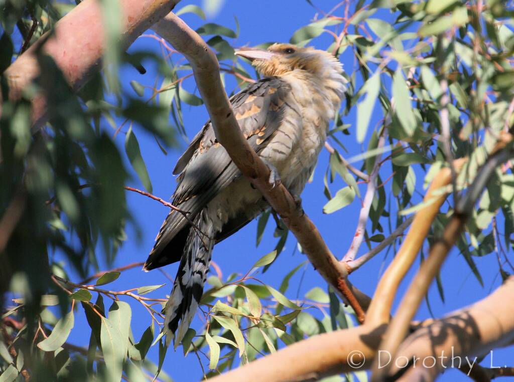 Juvenile Channel-billed Cuckoo (Scythrops novaehollandiae)