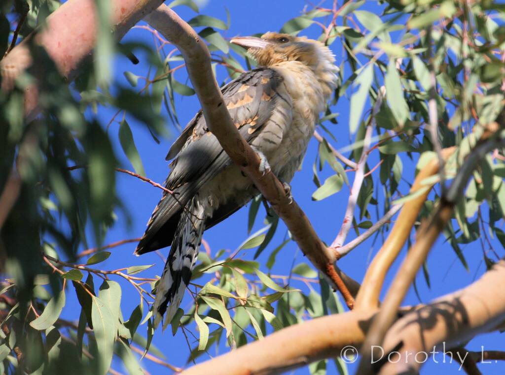 Juvenile Channel-billed Cuckoo (Scythrops novaehollandiae)