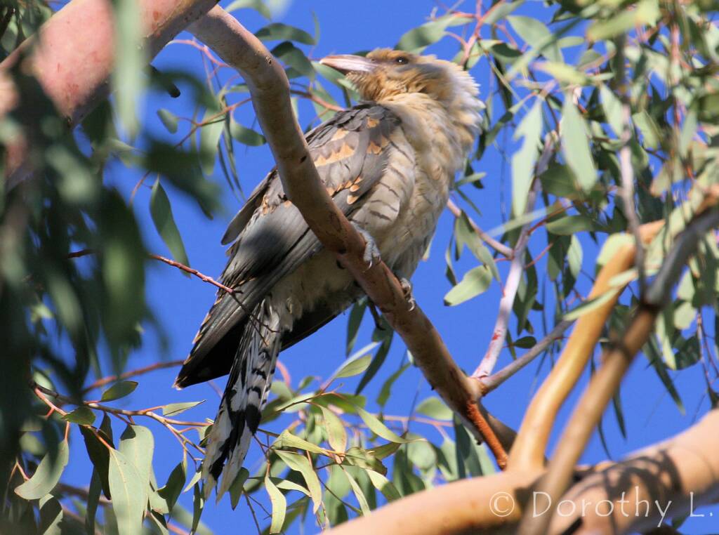 Juvenile Channel-billed Cuckoo (Scythrops novaehollandiae)
