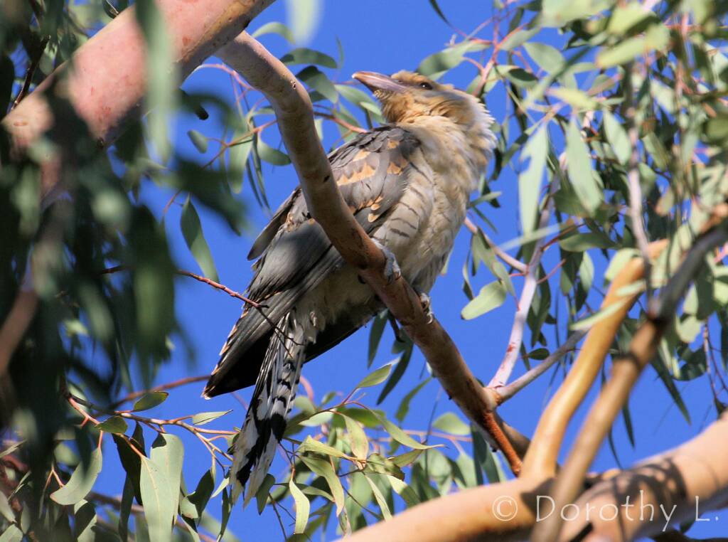 Juvenile Channel-billed Cuckoo (Scythrops novaehollandiae)