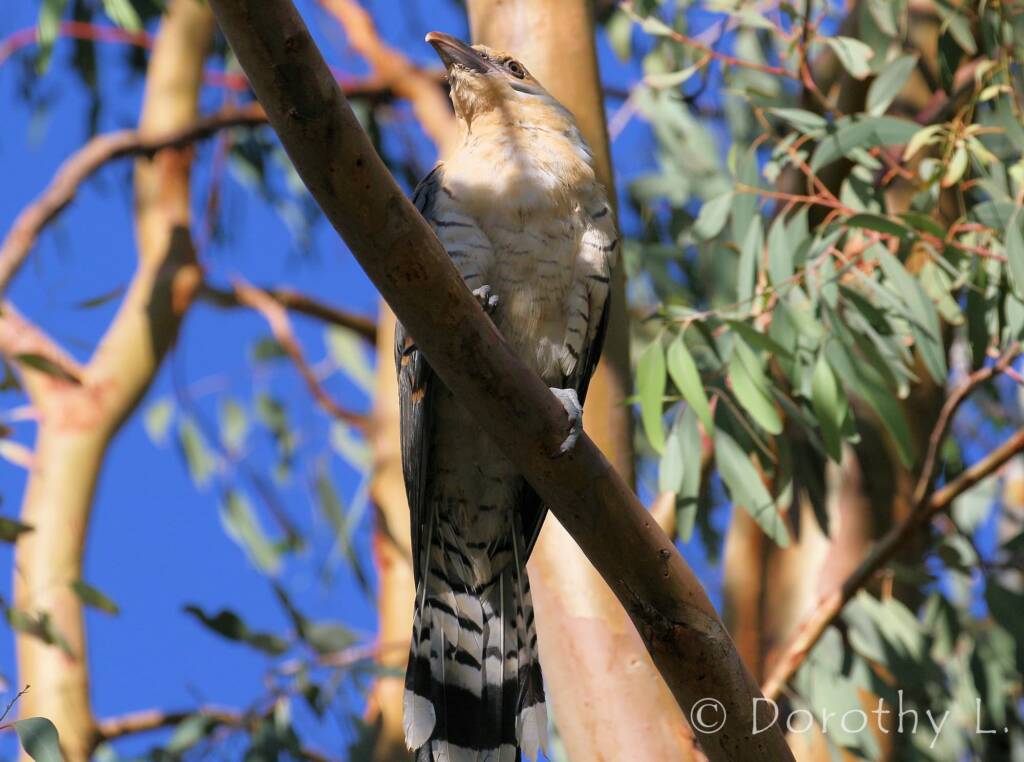 Juvenile Channel-billed Cuckoo (Scythrops novaehollandiae)