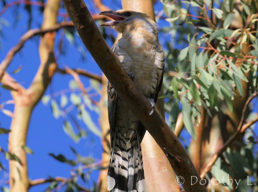 Juvenile Channel-billed Cuckoo (Scythrops novaehollandiae)