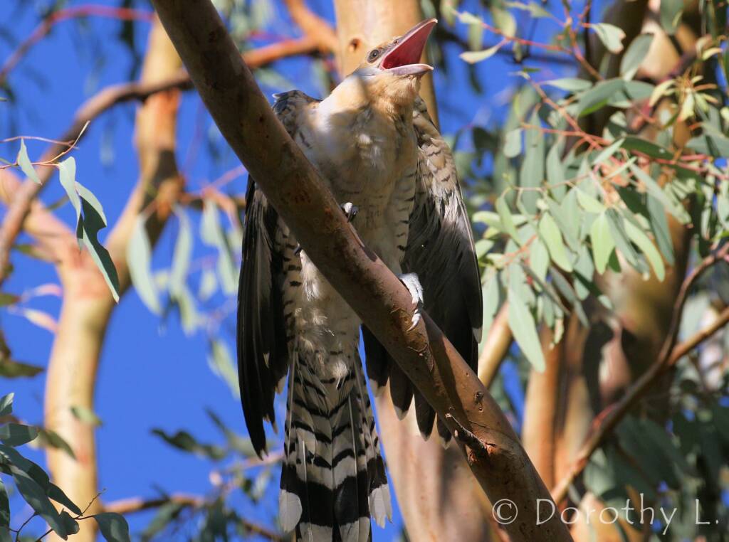 Juvenile Channel-billed Cuckoo (Scythrops novaehollandiae)