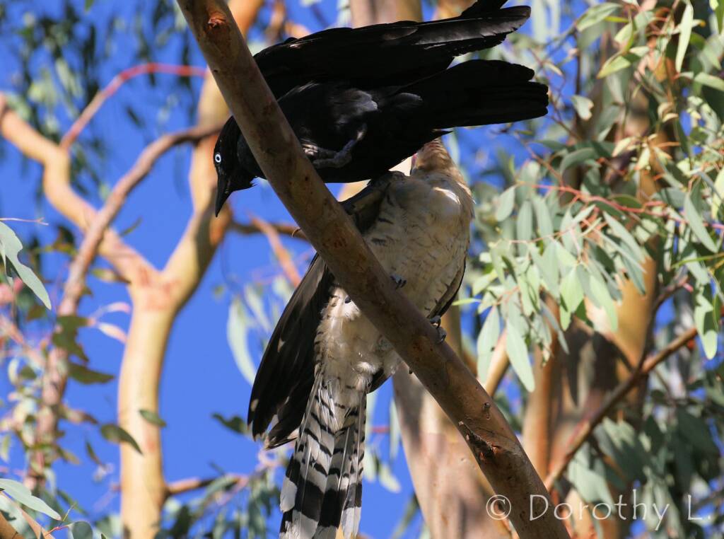 Juvenile Channel-billed Cuckoo with foster parent Torresian Crow