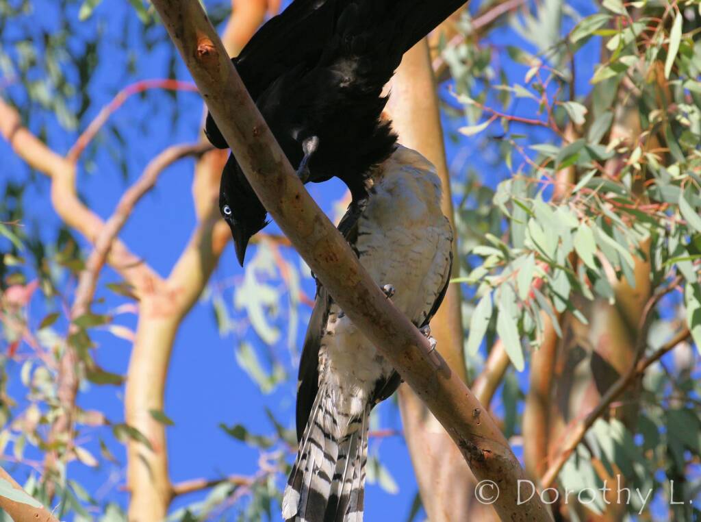 Juvenile Channel-billed Cuckoo with foster parent Torresian Crow