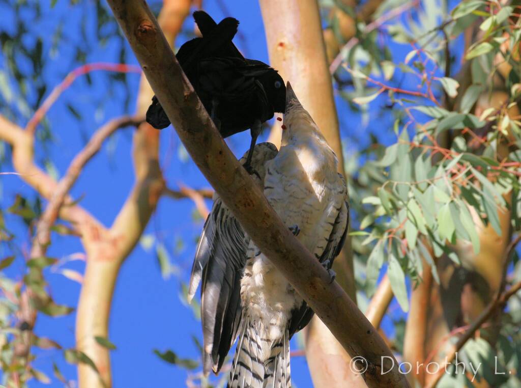 Juvenile Channel-billed Cuckoo with foster parent Torresian Crow