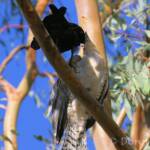 Juvenile Channel-billed Cuckoo with foster parent Torresian Crow