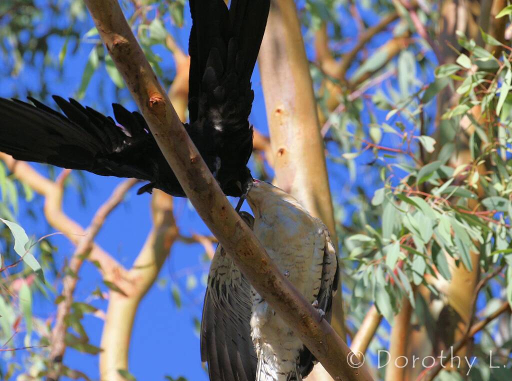 Juvenile Channel-billed Cuckoo with foster parent Torresian Crow