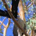 Juvenile Channel-billed Cuckoo with foster parent Torresian Crow