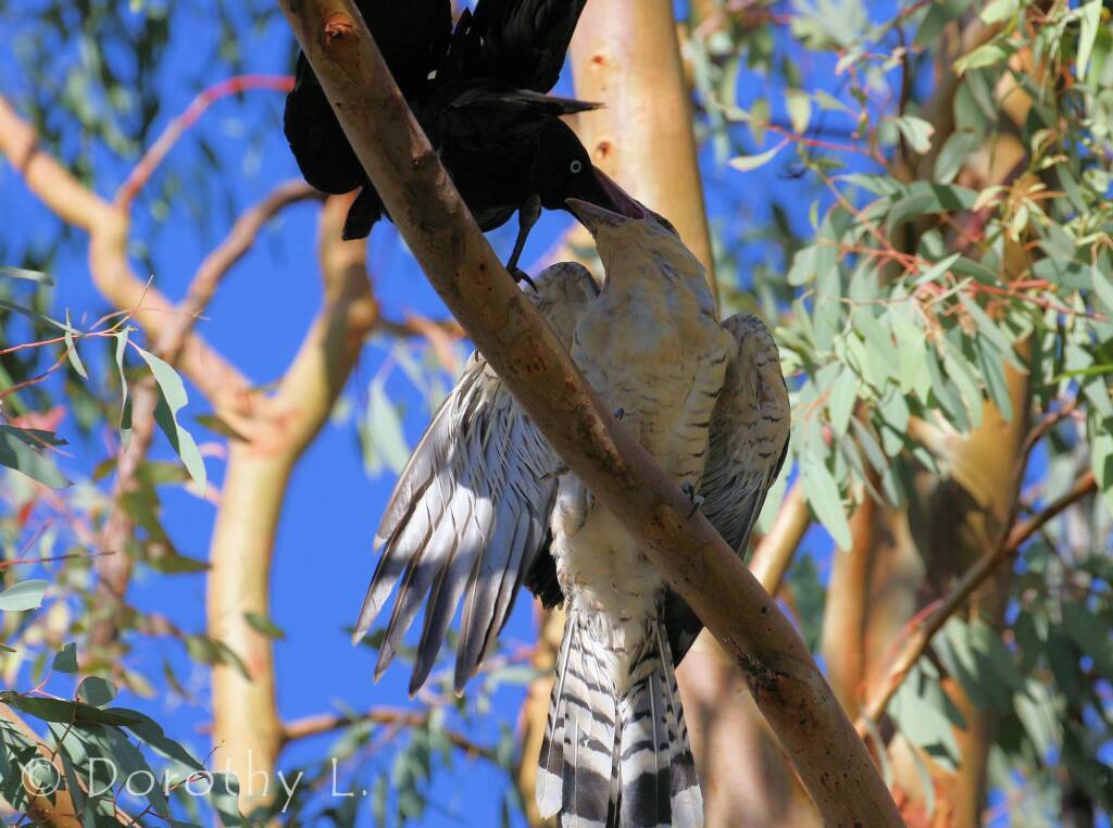 Juvenile Channel-billed Cuckoo with foster parent Torresian Crow