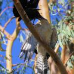 Juvenile Channel-billed Cuckoo with foster parent Torresian Crow