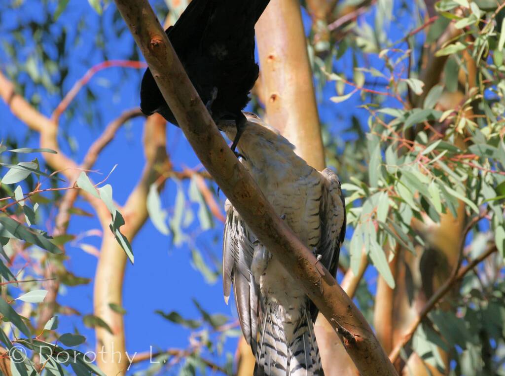 Juvenile Channel-billed Cuckoo with foster parent Torresian Crow