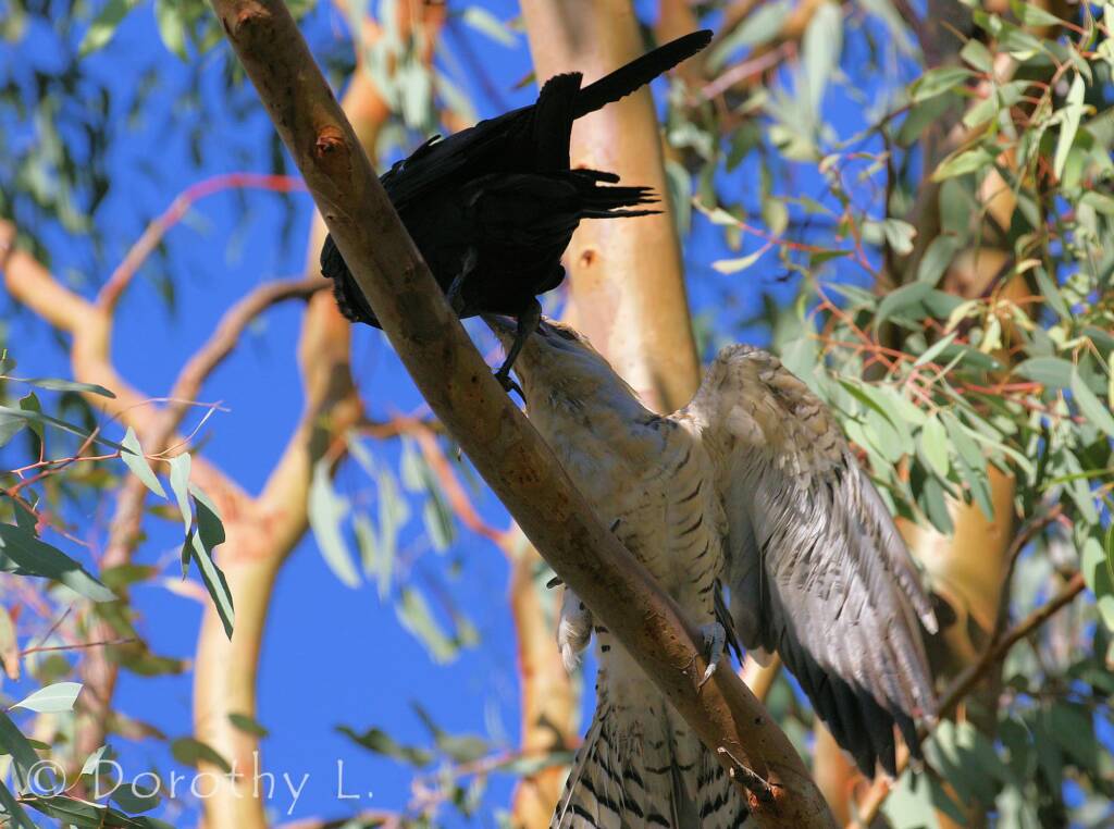 Juvenile Channel-billed Cuckoo with foster parent Torresian Crow