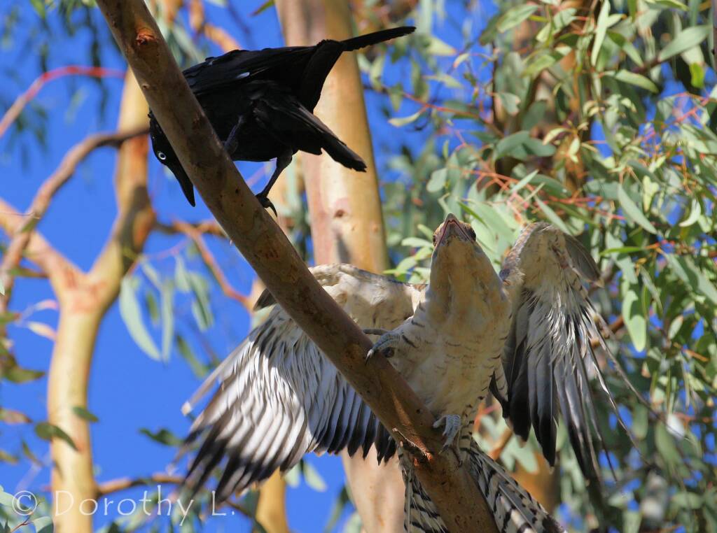 Juvenile Channel-billed Cuckoo with foster parent Torresian Crow