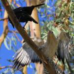 Juvenile Channel-billed Cuckoo with foster parent Torresian Crow