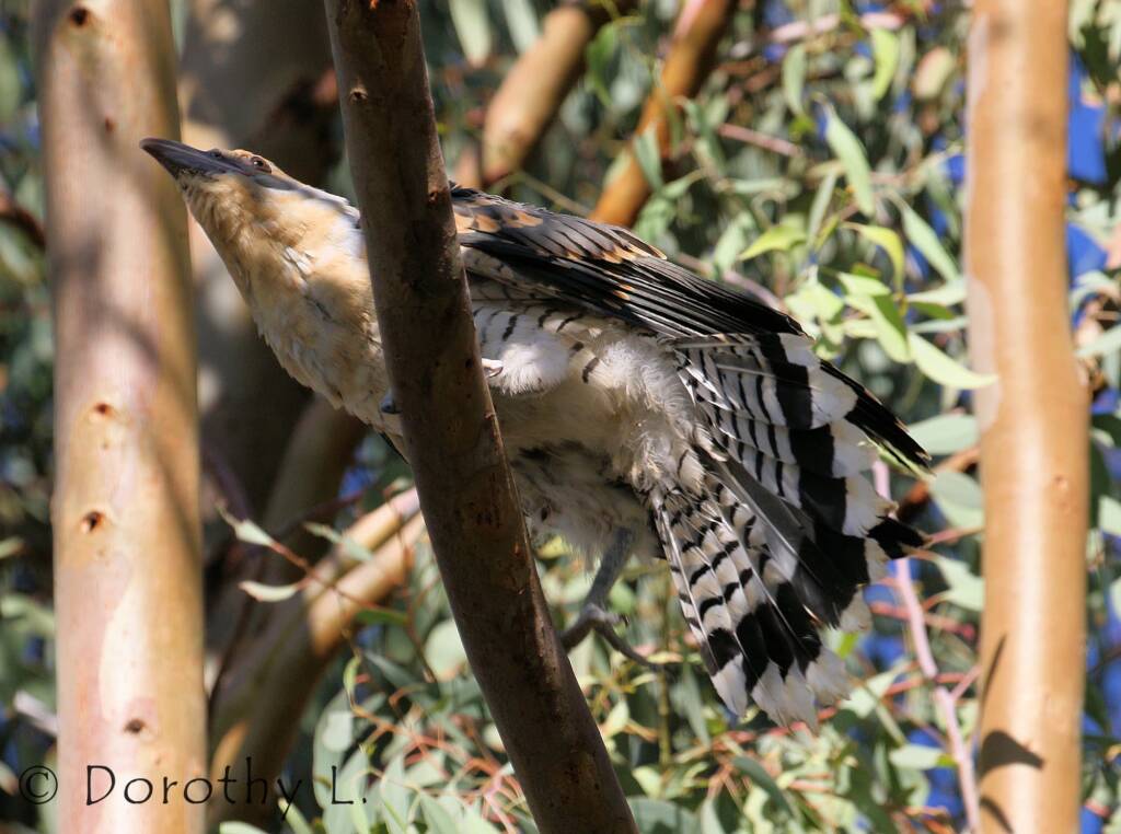 Juvenile Channel-billed Cuckoo (Scythrops novaehollandiae)
