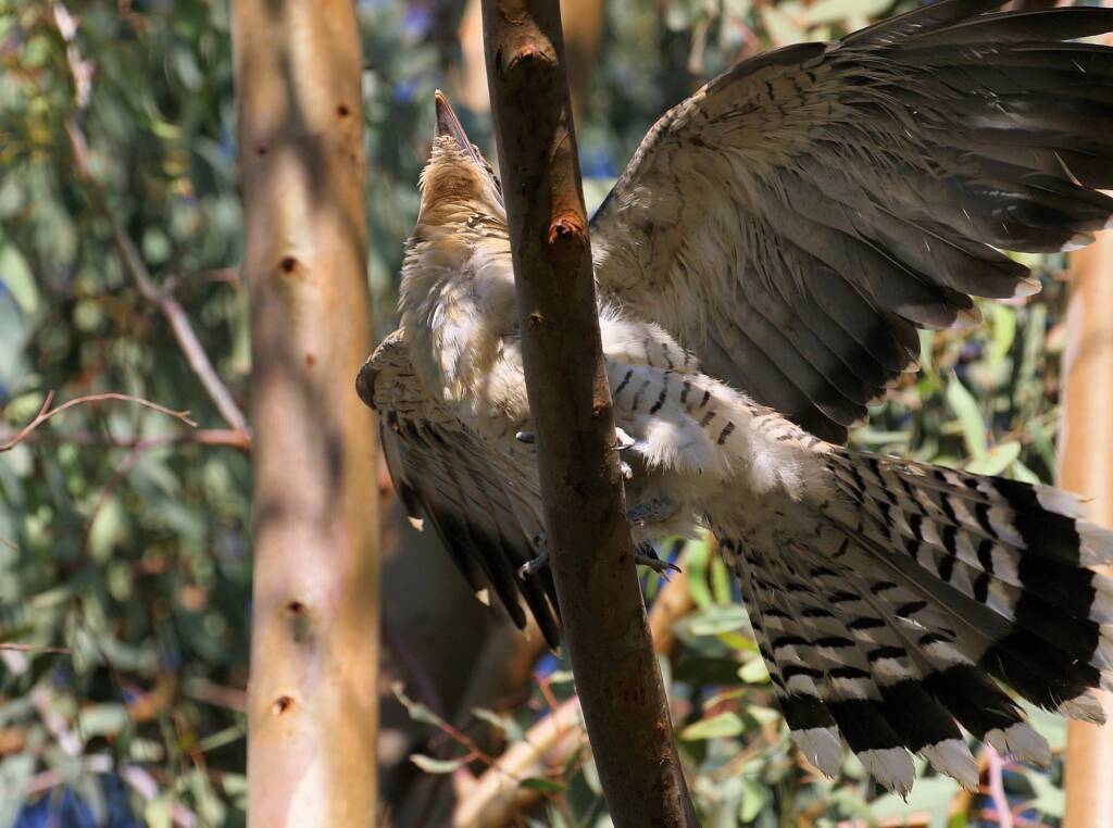 Juvenile Channel-billed Cuckoo (Scythrops novaehollandiae)