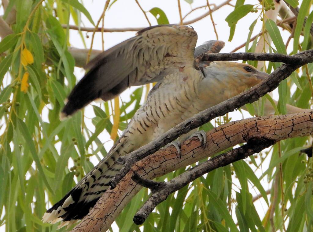 Juvenile Channel-billed Cuckoo (Scythrops novaehollandiae)