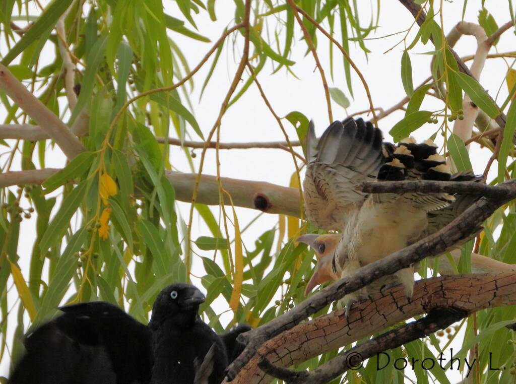 Juvenile Channel-billed Cuckoo with foster parent Torresian Crow