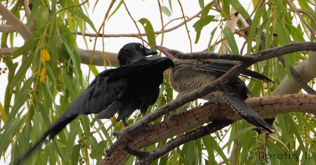 Juvenile Channel-billed Cuckoo with foster parent Torresian Crow