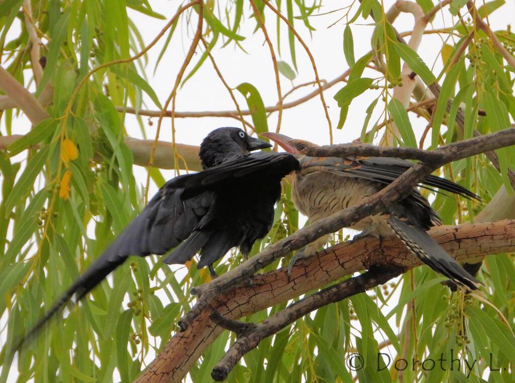 Juvenile Channel-billed Cuckoo with foster parent Torresian Crow