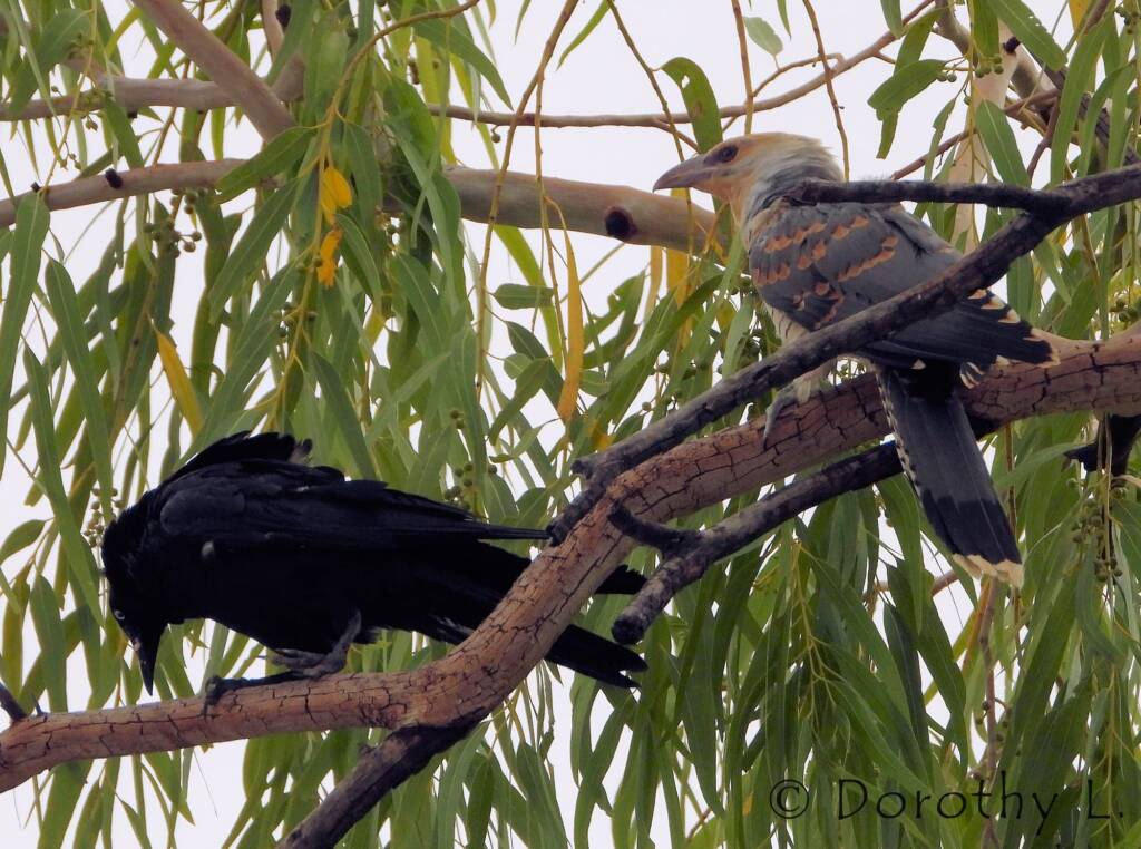 Juvenile Channel-billed Cuckoo with foster parent Torresian Crow