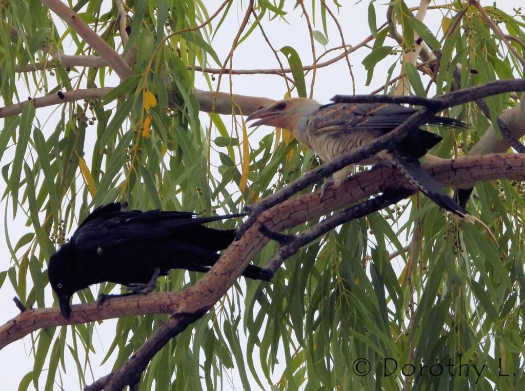 Juvenile Channel-billed Cuckoo with foster parent Torresian Crow