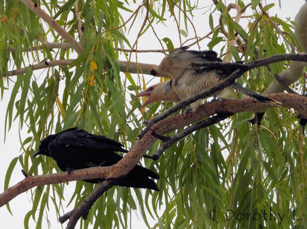Juvenile Channel-billed Cuckoo with foster parent Torresian Crow