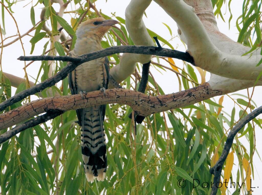 Juvenile Channel-billed Cuckoo (Scythrops novaehollandiae)