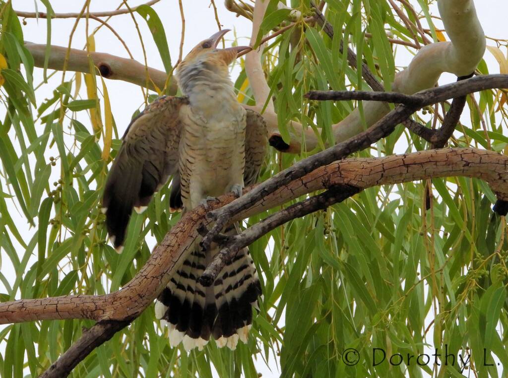 Juvenile Channel-billed Cuckoo (Scythrops novaehollandiae)