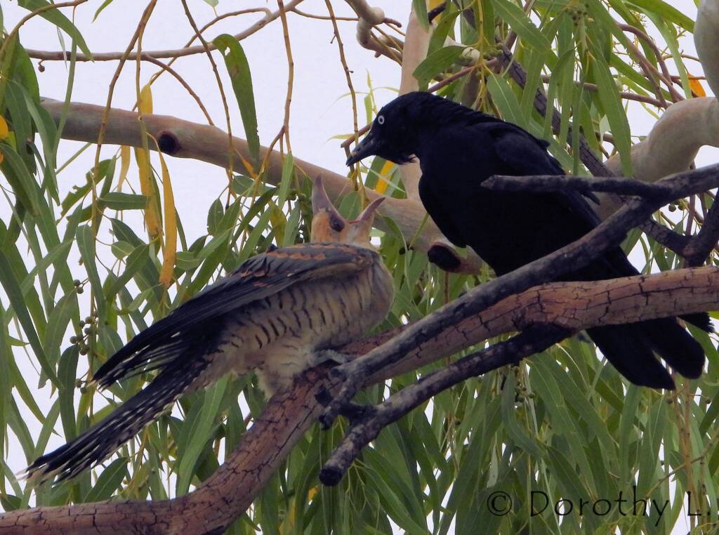 Juvenile Channel-billed Cuckoo with foster parent Torresian Crow