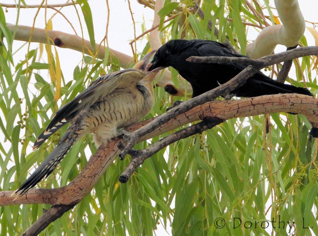 Juvenile Channel-billed Cuckoo with foster parent Torresian Crow