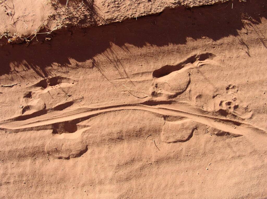Kangaroo tracks, Owen Springs Reserve, NT