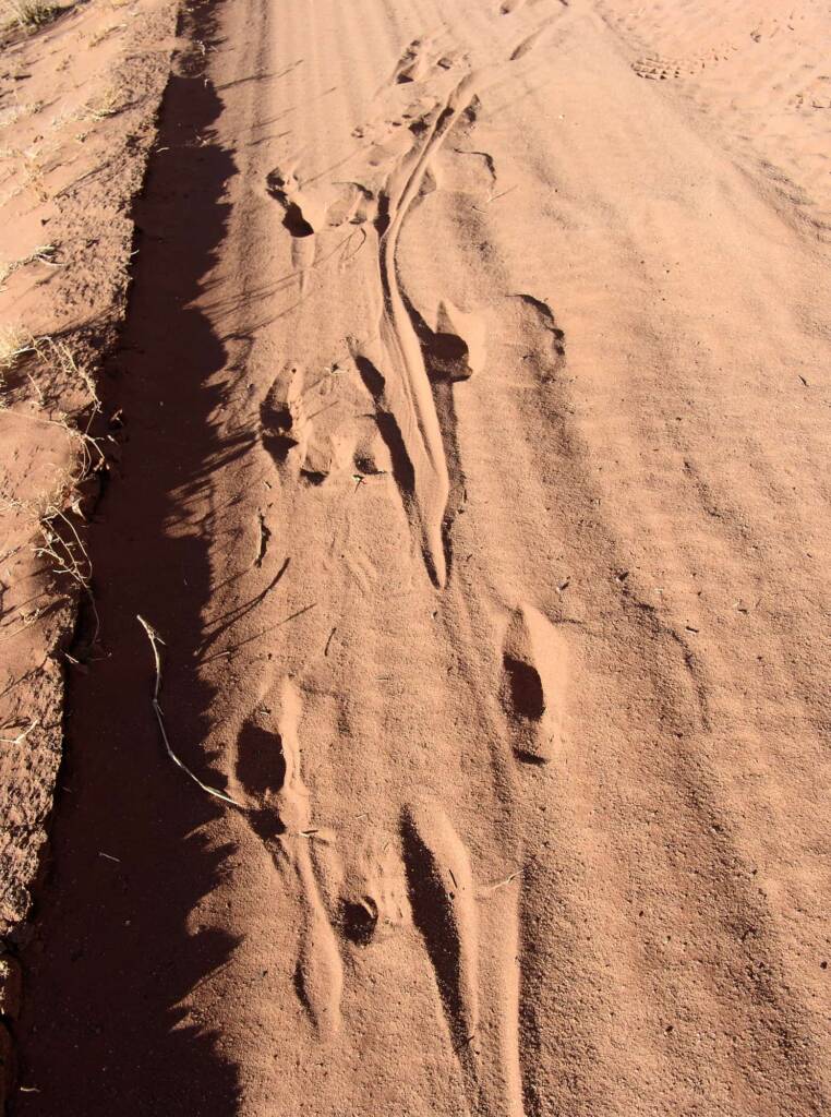 Kangaroo Ttacks, Owen Springs Reserve, NT