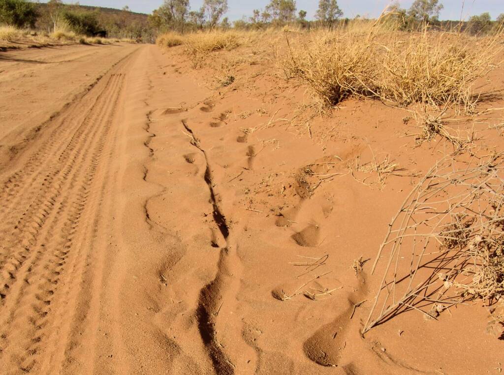 Kangaroo tracks in the soft sand, Owen Springs Reserve, NT